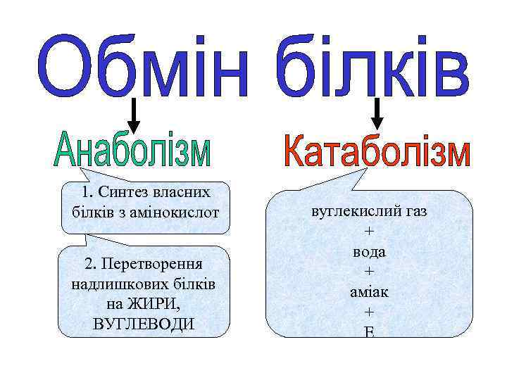 1. Синтез власних білків з амінокислот 2. Перетворення надлишкових білків на ЖИРИ, ВУГЛЕВОДИ вуглекислий