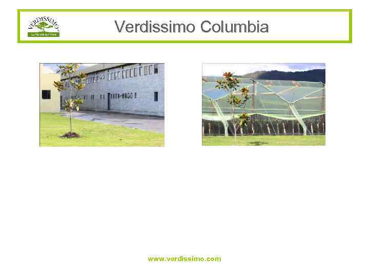 Verdissimo Columbia www. verdissimo. com 