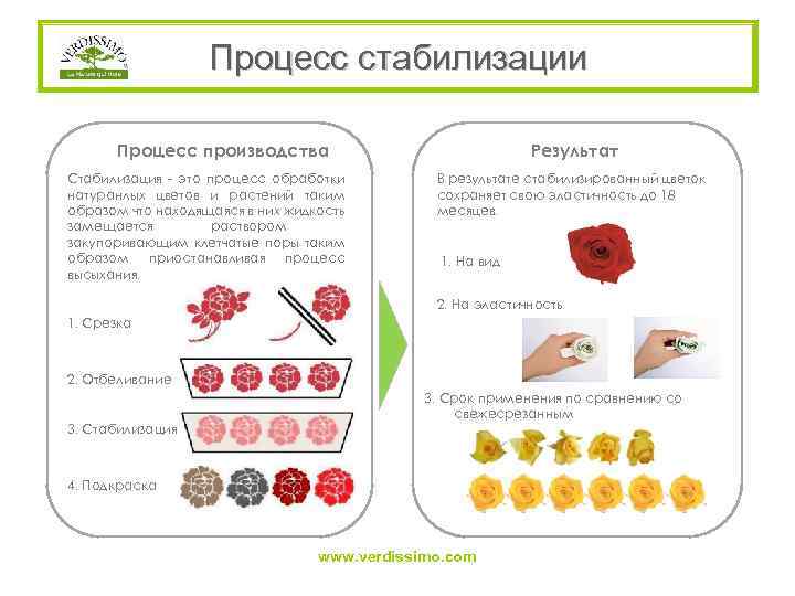 Процесс стабилизации Процесс производства Стабилизация - это процесс обработки натуранлых цветов и растений таким