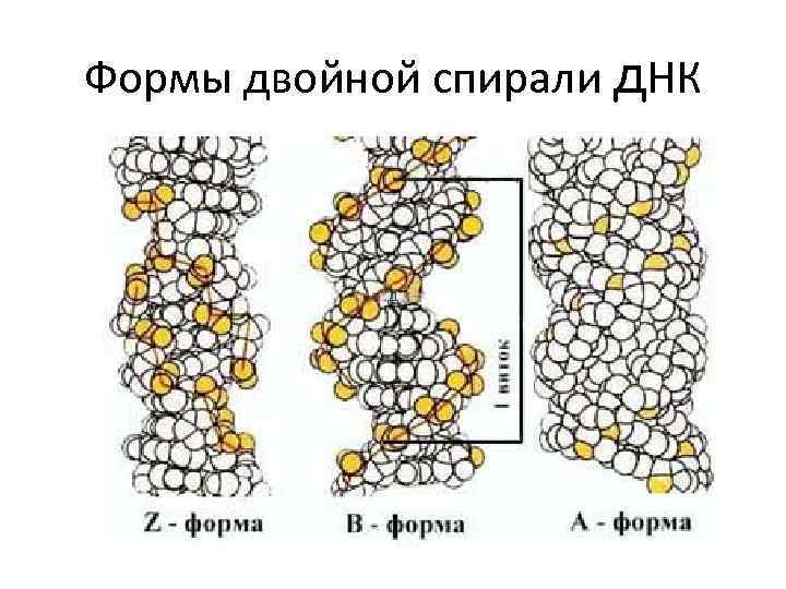 Формы двойной спирали д. НК д 