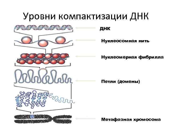 Компактизация днк исчезновение ядерной оболочки