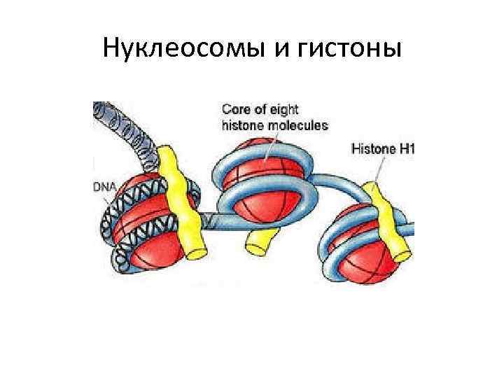 Белки гистоны