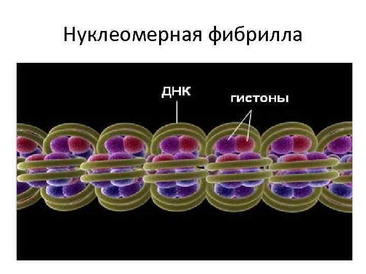 Нуклеомерная фибрилла 