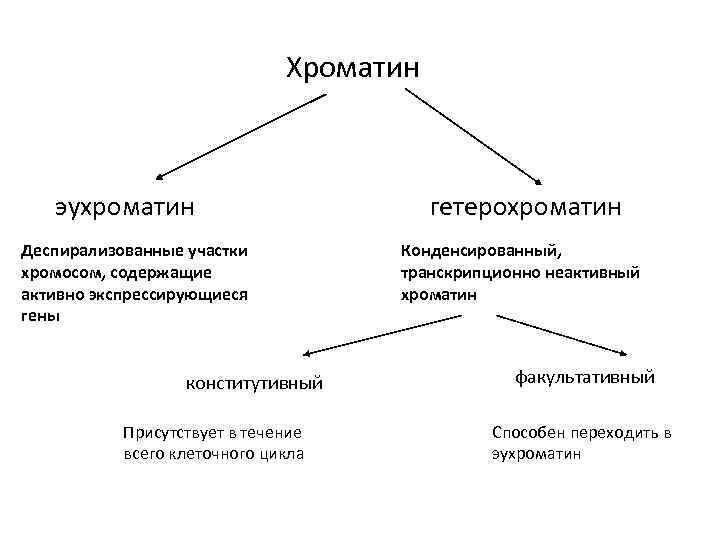 Эухроматин и гетерохроматин это. Хроматин эухроматин и гетерохроматин. Транскрипционно неактивный конденсированный хроматин. Эухроматин особенности строения.