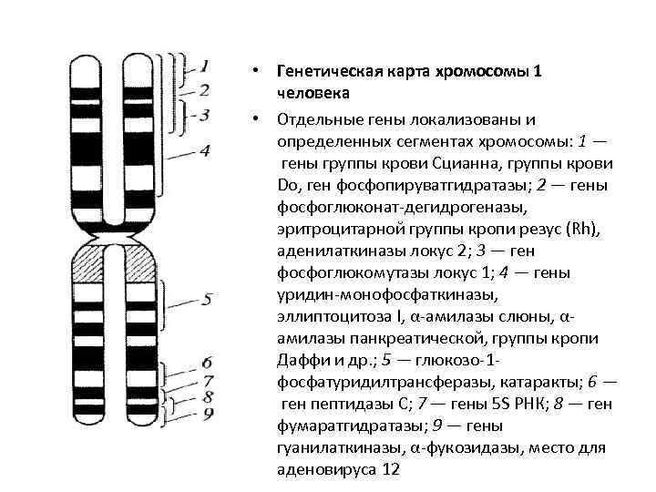 Цитологическая карта и генетическая карта