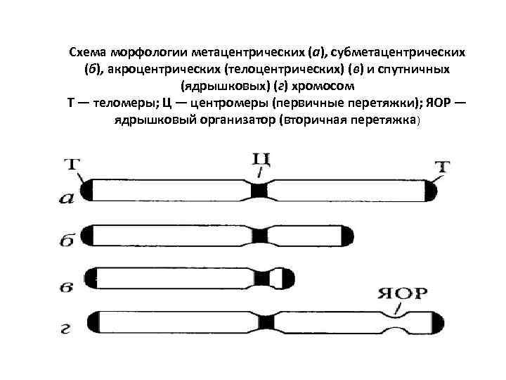 Схема по морфологии