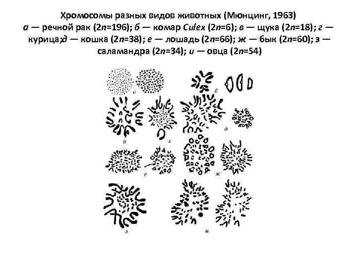 Хромосомы разных видов животных (Мюнцинг, 1963) а — речной рак (2 n=196); б —