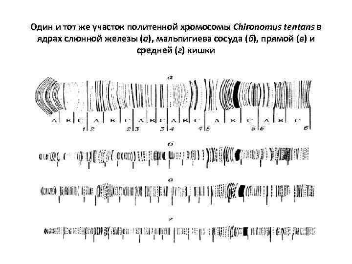 Цитологическая карта хромосом