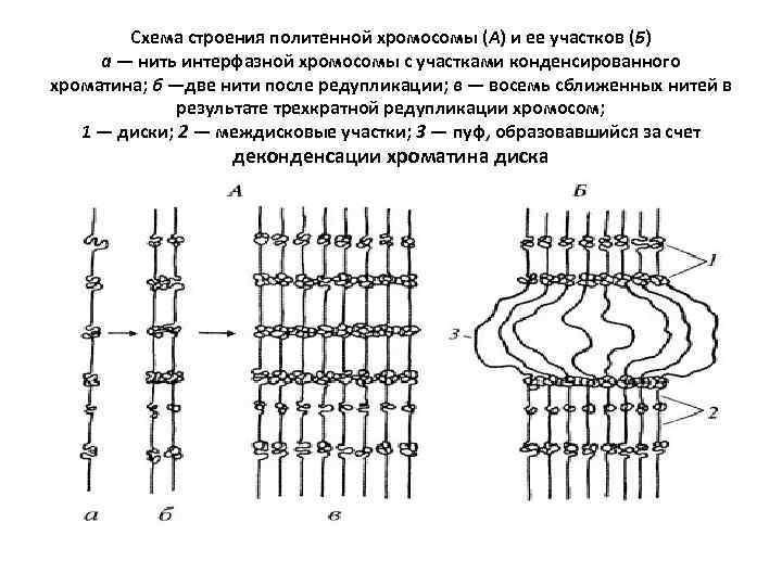 Схема строения политенной хромосомы (А) и ее участков (Б) а — нить интерфазной хромосомы