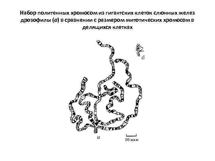 В соматической клетке дрозофилы 8