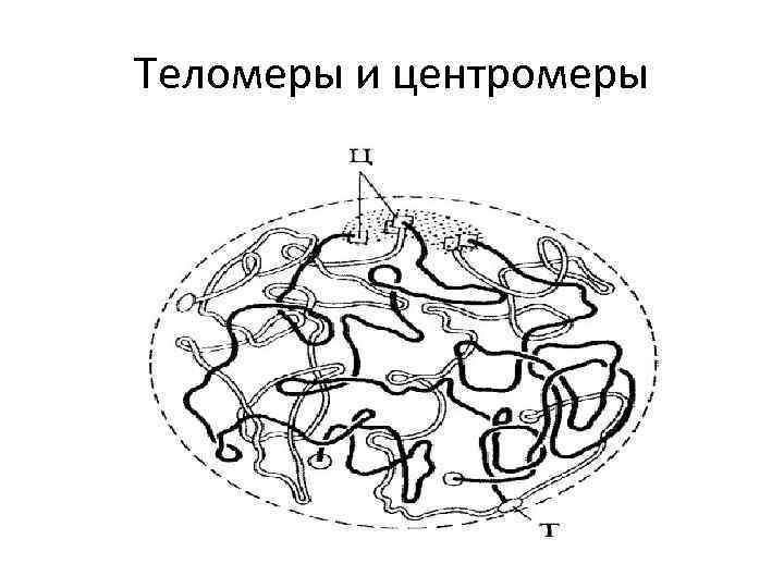 Теломеры и центромеры 