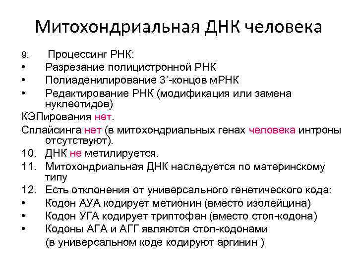 Митохондриальная днк. Особенности митохондриальной ДНК. Митохондриальная ДНК функции. Функции митохондриальной ДНК человека. Митохондриальная РНК функция.