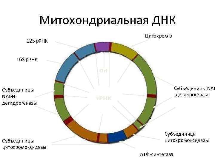 Митохондриальная ДНК Цитохром b 12 S р. РНК 16 S р. РНК Ori Субъединицы