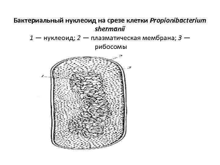 Бактериальный нуклеоид на срезе клетки Propionibacterium shermanii 1 — нуклеоид; 2 — плазматическая мембрана;