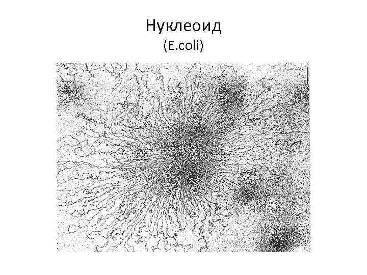 Нуклеоид (E. coli) 