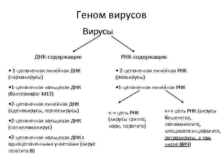 Геном вирусов Вирусы ДНК содержащие РНК содержащие • 1 цепочечная линейная ДНК (парвовирусы) •