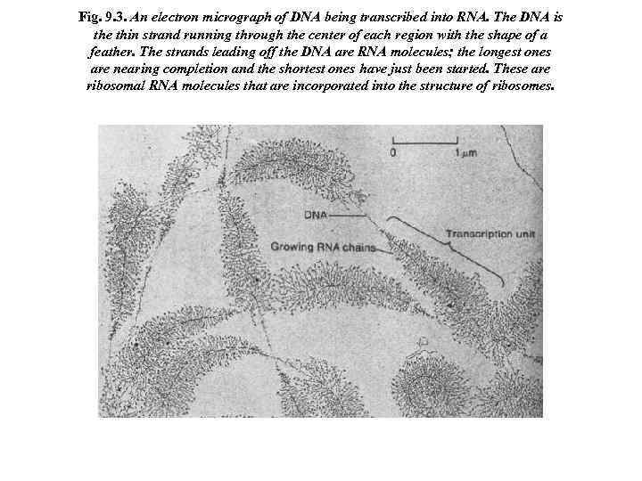 Fig. 9. 3. An electron micrograph of DNA being transcribed into RNA. The DNA