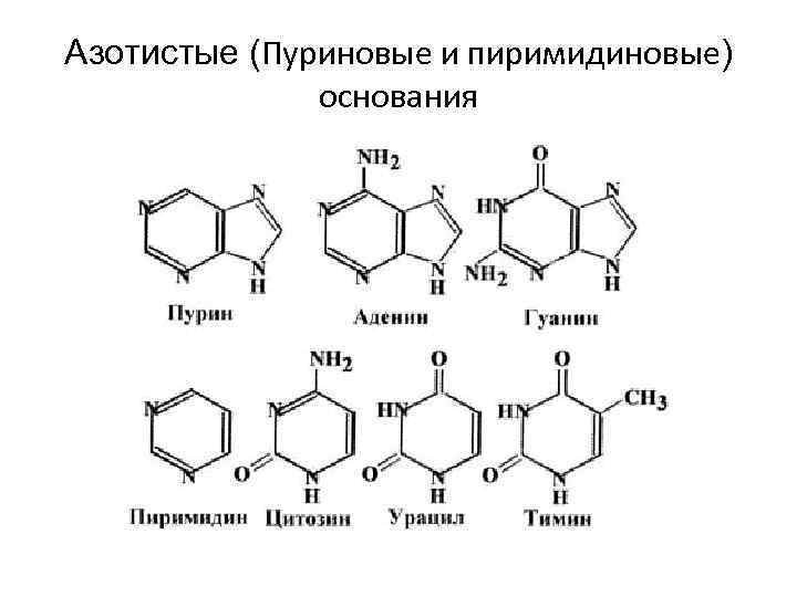 Азотистые (Пуриновые и пиримидиновые) основания 