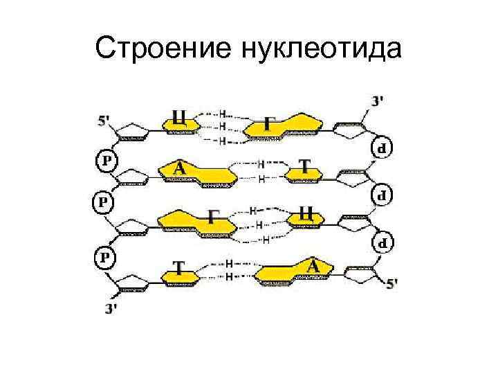 Схема строения нуклеотида общая формула