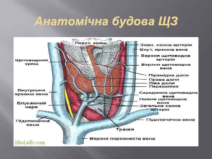 Анатомічна будова ЩЗ 