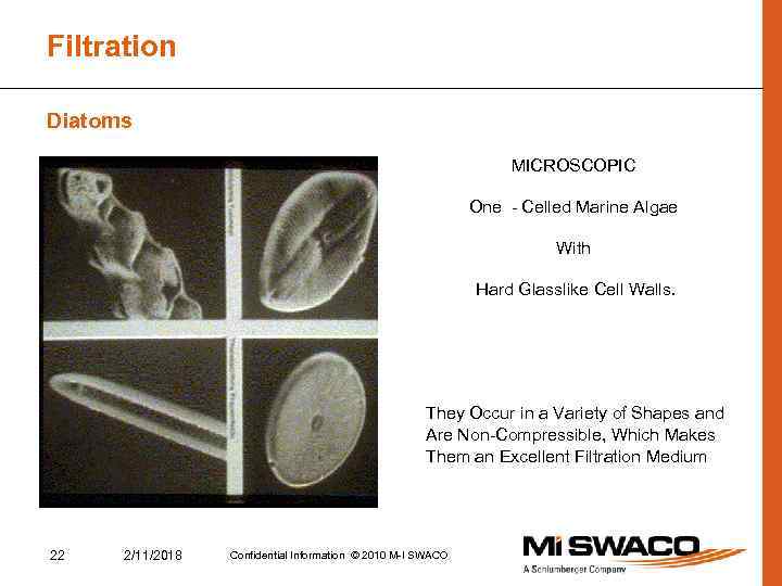 Filtration Diatoms MICROSCOPIC One - Celled Marine Algae With Hard Glasslike Cell Walls. They