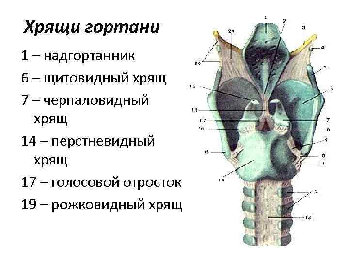 Щитовидный хрящ гортани фото