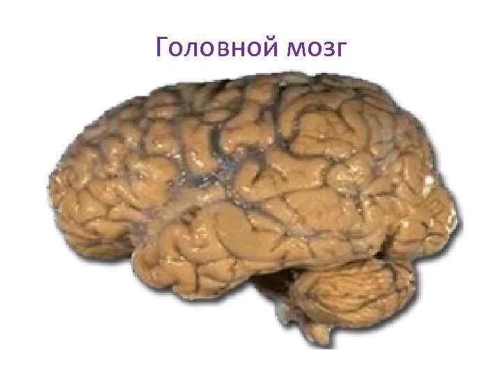 Головной мозг 