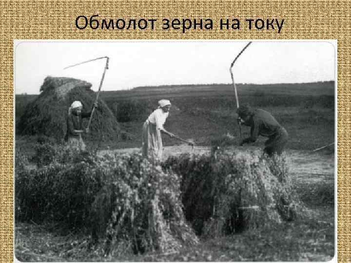 Обмолот зерна на току 