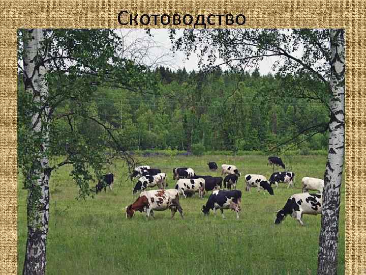 Скотоводство 