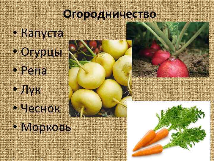 Огородничество • Капуста • Огурцы • Репа • Лук • Чеснок • Морковь 