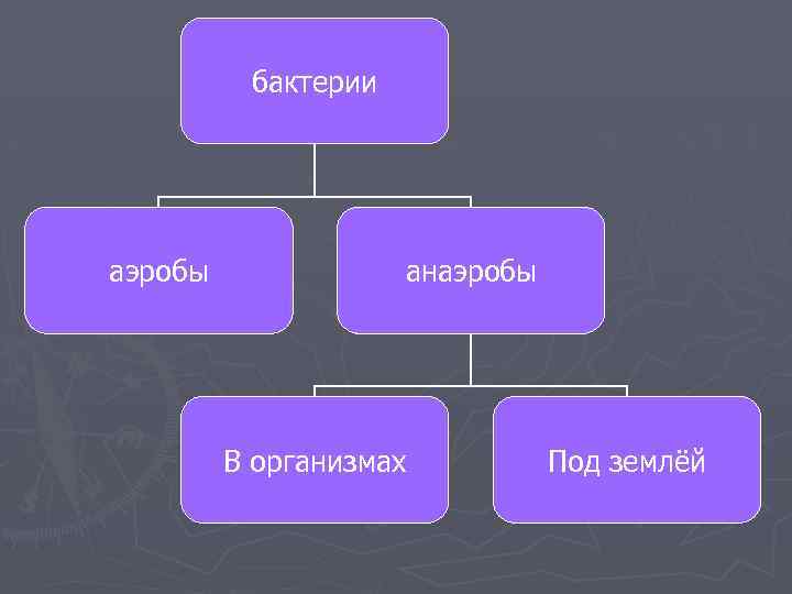 бактерии аэробы анаэробы В организмах Под землёй 