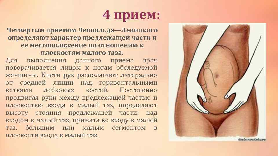 4 прием: Четвертым приемом Леопольда—Левицкого определяют характер предлежащей части и ее местоположение по отношению