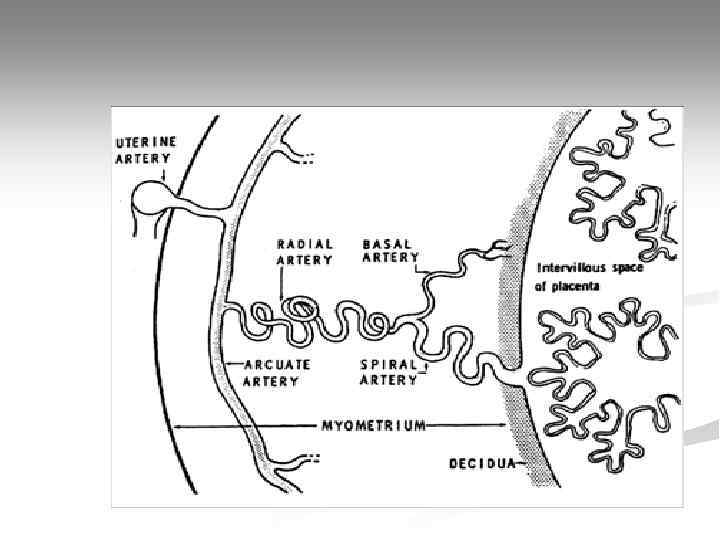 Pidio piral. Аркуатные радиальные маточные артерии. Артерии матки на УЗИ. Аркуатные сосуды матки. Аркуатные базальные артерии.