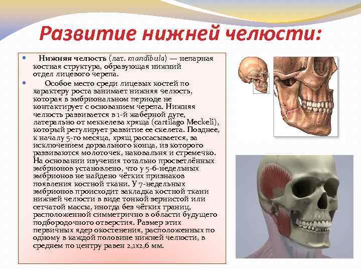 Развитие нижней челюсти: Нижняя челюсть (лат. mandibula) — непарная костная структура, образующая нижний отдел