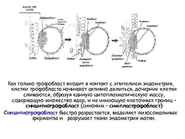 Как только трофобласт входит в контакт с эпителием эндометрия, клетки трофобласта начинают активно делиться,