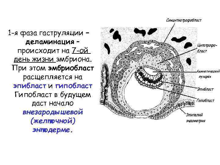 Полость первичной кишки зародыша