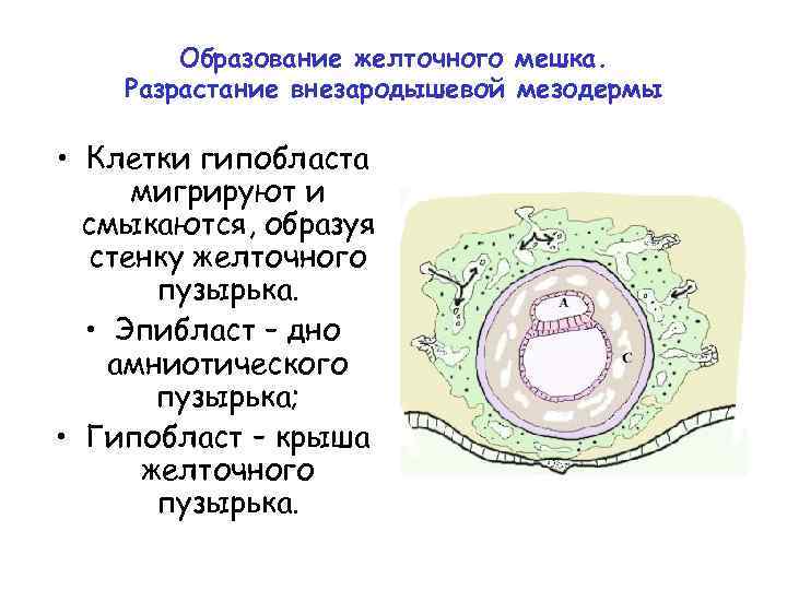 Образование желточного мешка. Разрастание внезародышевой мезодермы • Клетки гипобласта мигрируют и смыкаются, образуя стенку