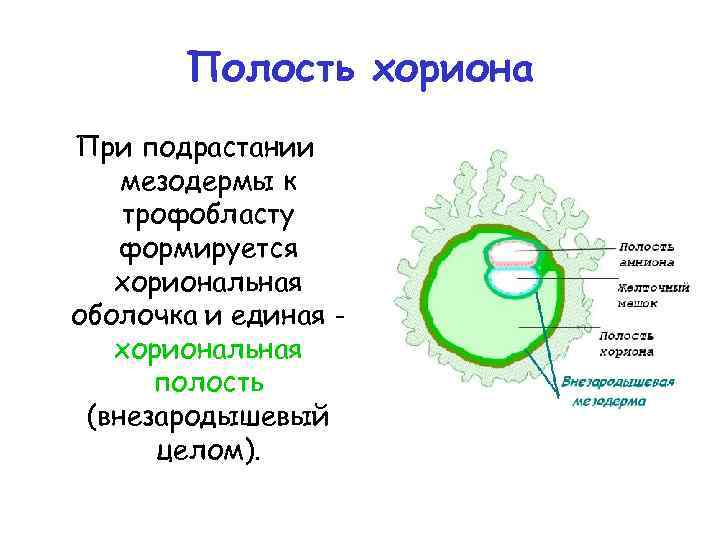 Полость хориона При подрастании мезодермы к трофобласту формируется хориональная оболочка и единая хориональная полость