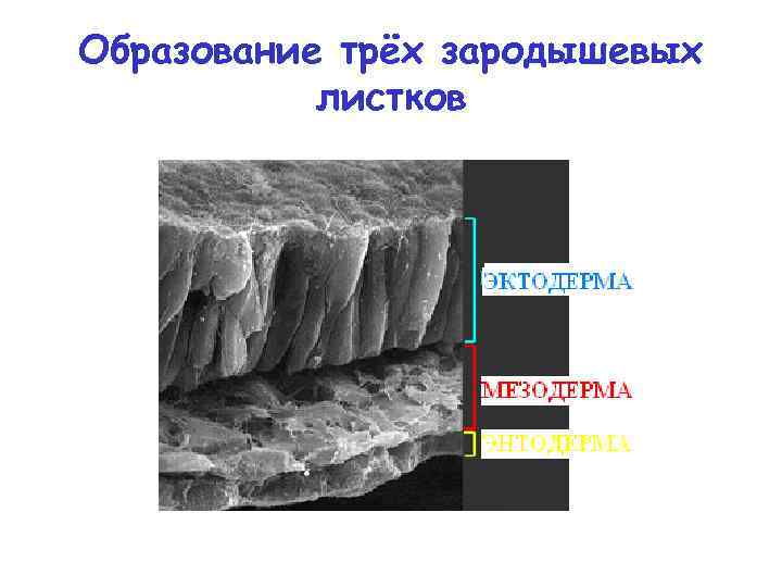 Образование трёх зародышевых листков 