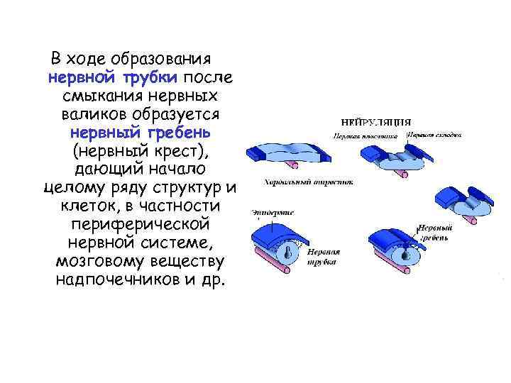 В ходе образования нервной трубки после смыкания нервных валиков образуется нервный гребень (нервный крест),