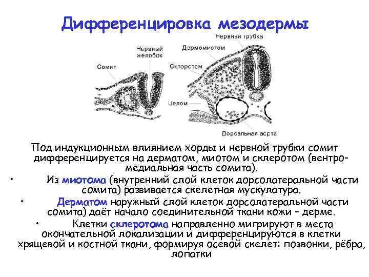 Эмбриогенез человека презентация