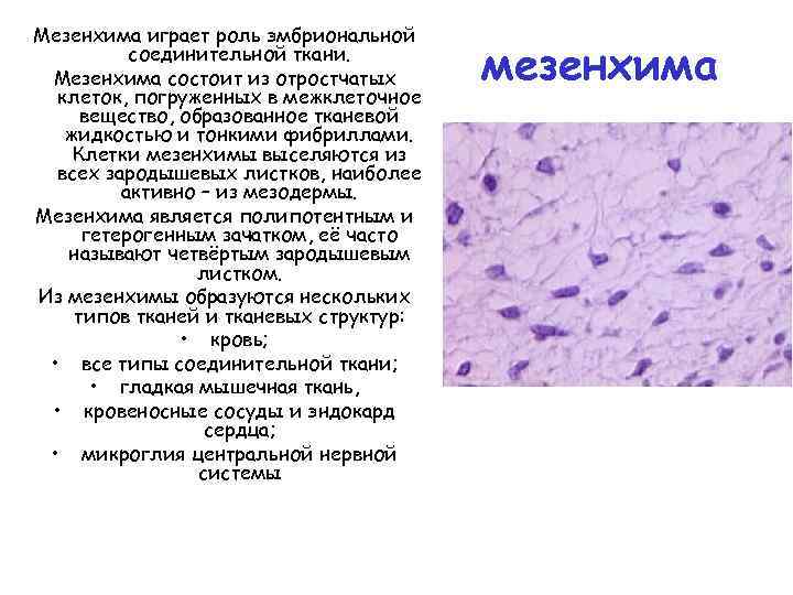 Мезенхима играет роль эмбриональной соединительной ткани. Мезенхима состоит из отростчатых клеток, погруженных в межклеточное