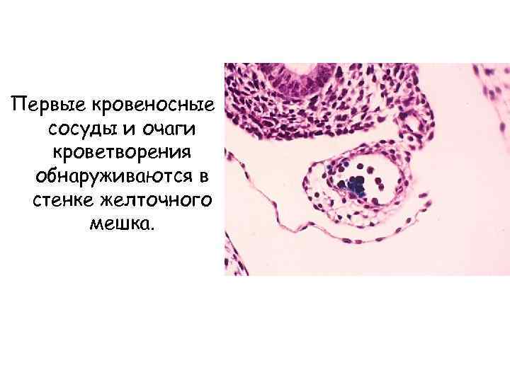 Первые кровеносные сосуды и очаги кроветворения обнаруживаются в стенке желточного мешка. 