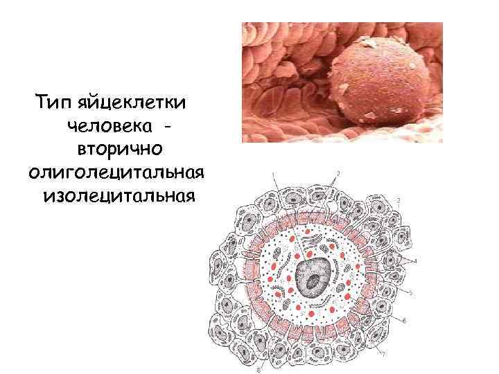 Тип яйцеклетки человека вторично олиголецитальная, изолецитальная 