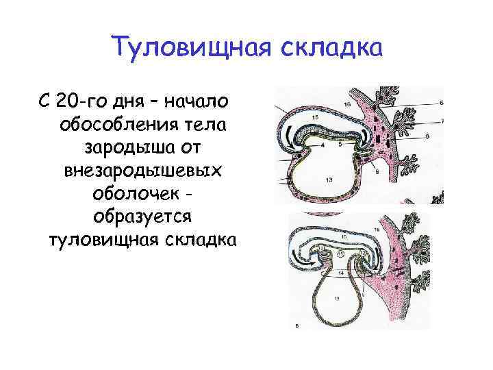 Туловищная складка С 20 -го дня – начало обособления тела зародыша от внезародышевых оболочек