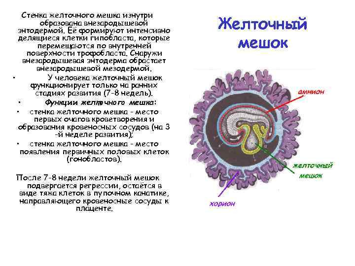 Стенка желточного мешка изнутри образована внезародышевой энтодермой. Её формируют интенсивно делящиеся клетки гипобласта, которые