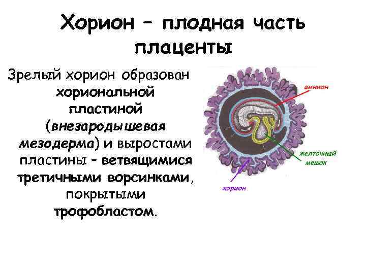 Хорион – плодная часть плаценты Зрелый хорион образован хориональной пластиной (внезародышевая мезодерма) и выростами