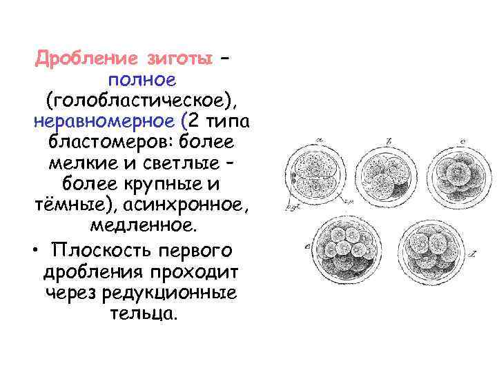 Дробление зиготы – полное (голобластическое), неравномерное (2 типа бластомеров: более мелкие и светлые –