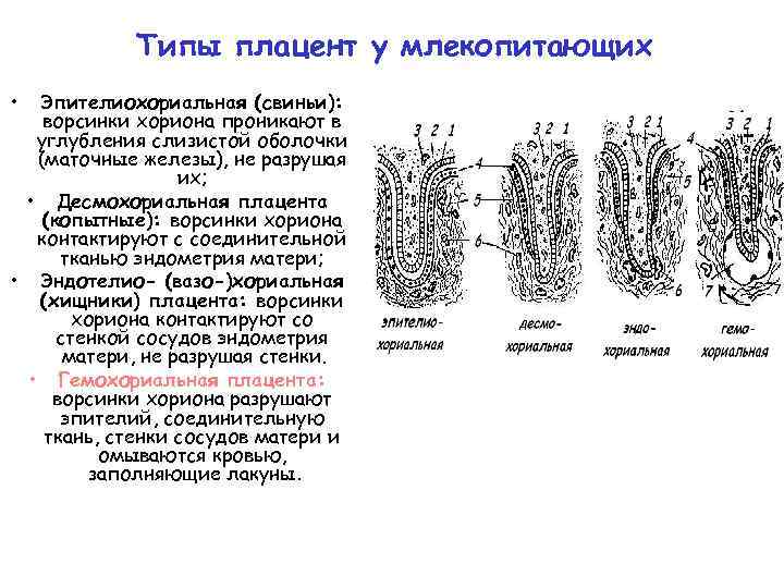 Чем отличается размножение плацентарных млекопитающих