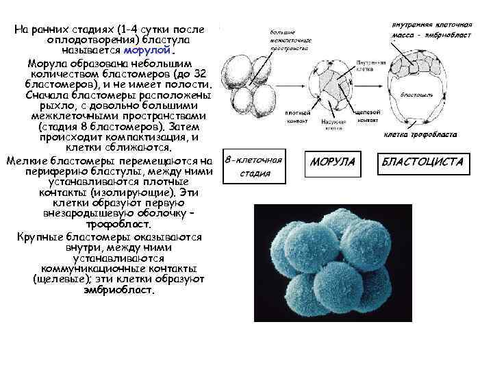 Бластула у человека образуется в результате